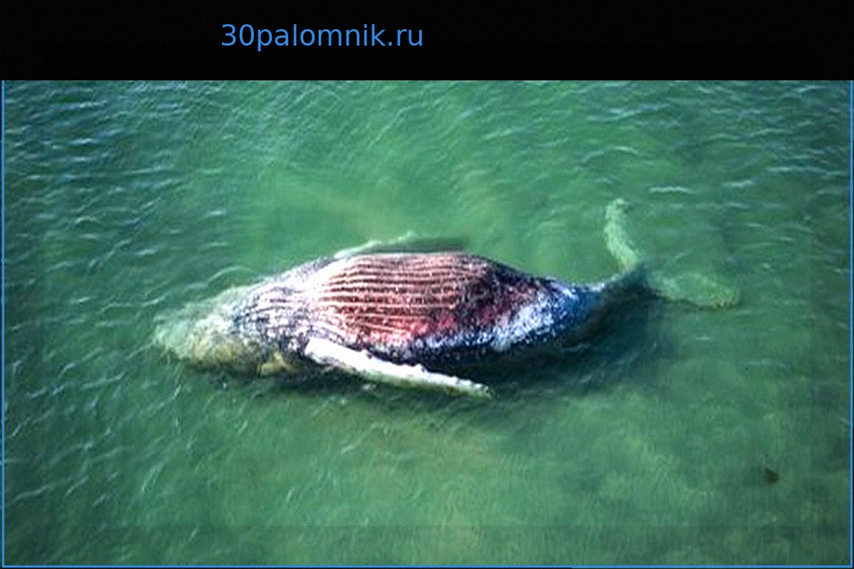 Горбатый кит из Балтийского моря: «Тимми» плыл в неверном направлении перед смертью
