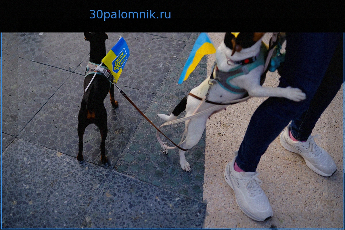 На Украине мобилизовали собаку