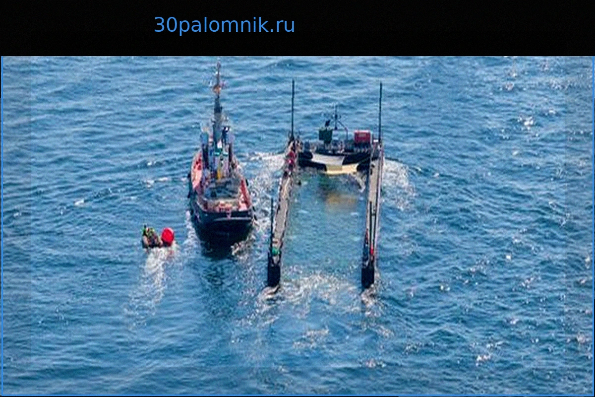 Балтийское море: Судоходная компания отвечает на обвинения по поводу освобождения кита