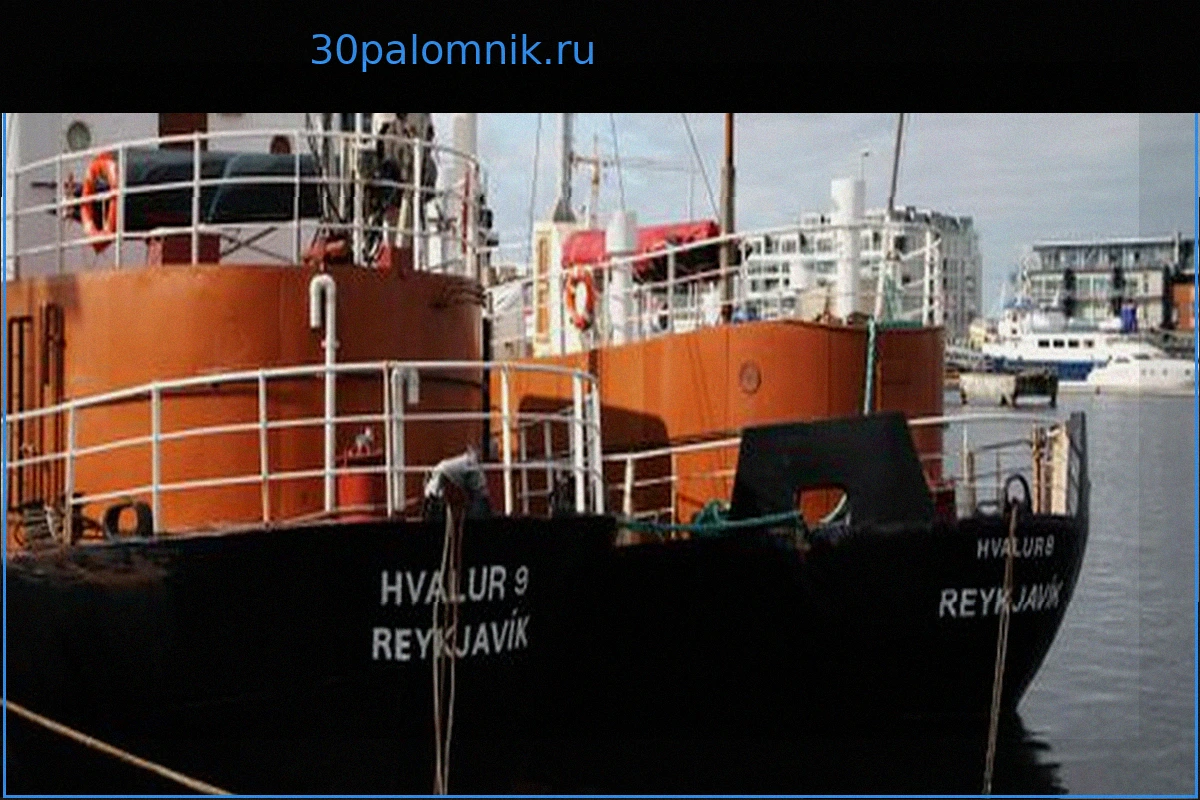 Исландия продолжает спорную охоту на финвалов
