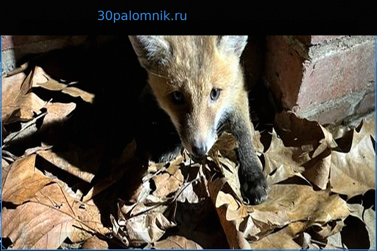Дюссельдорф: Спасатели вызволили лисенка из канала