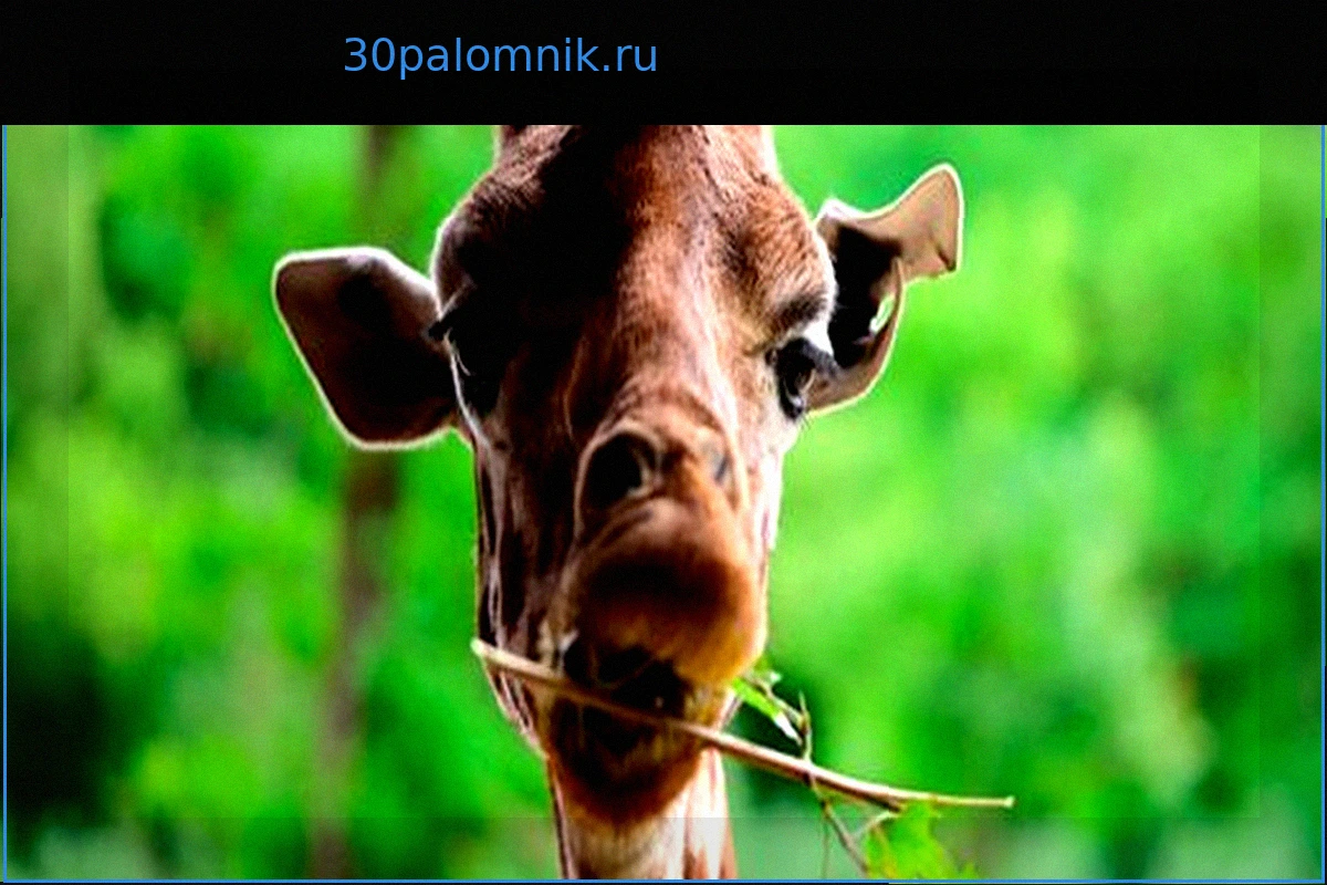 В Техасе пропал жираф: 5000 долларов за информацию