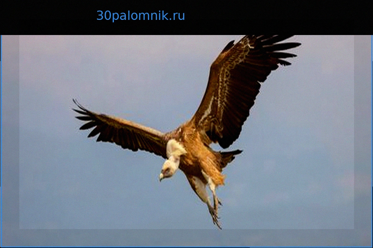 Кляйн-Лобке под Ганновером: Зачем гриф-падальщик разорил гнездо аиста?