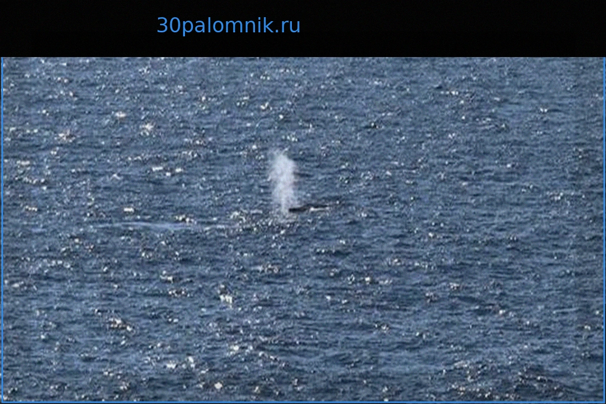 Горбатый кит в Балтийском море: Одиссея «Тимми»