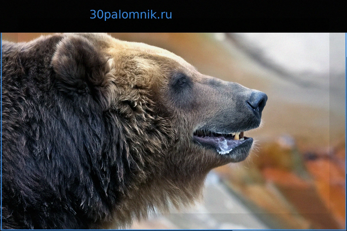 В Хабаровском крае медведь преследовал мужчину у жилых домов