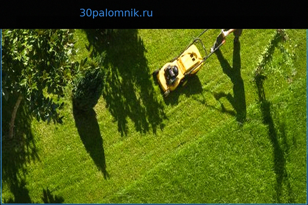 Мужчины-садоводы: Время пересмотреть подход к удобрению растений