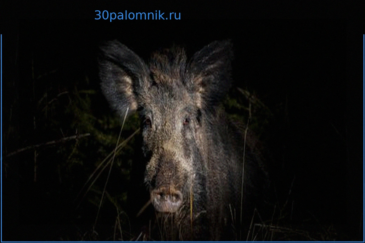 Дикие кабаны: Как защитить свой сад и себя от их нашествия