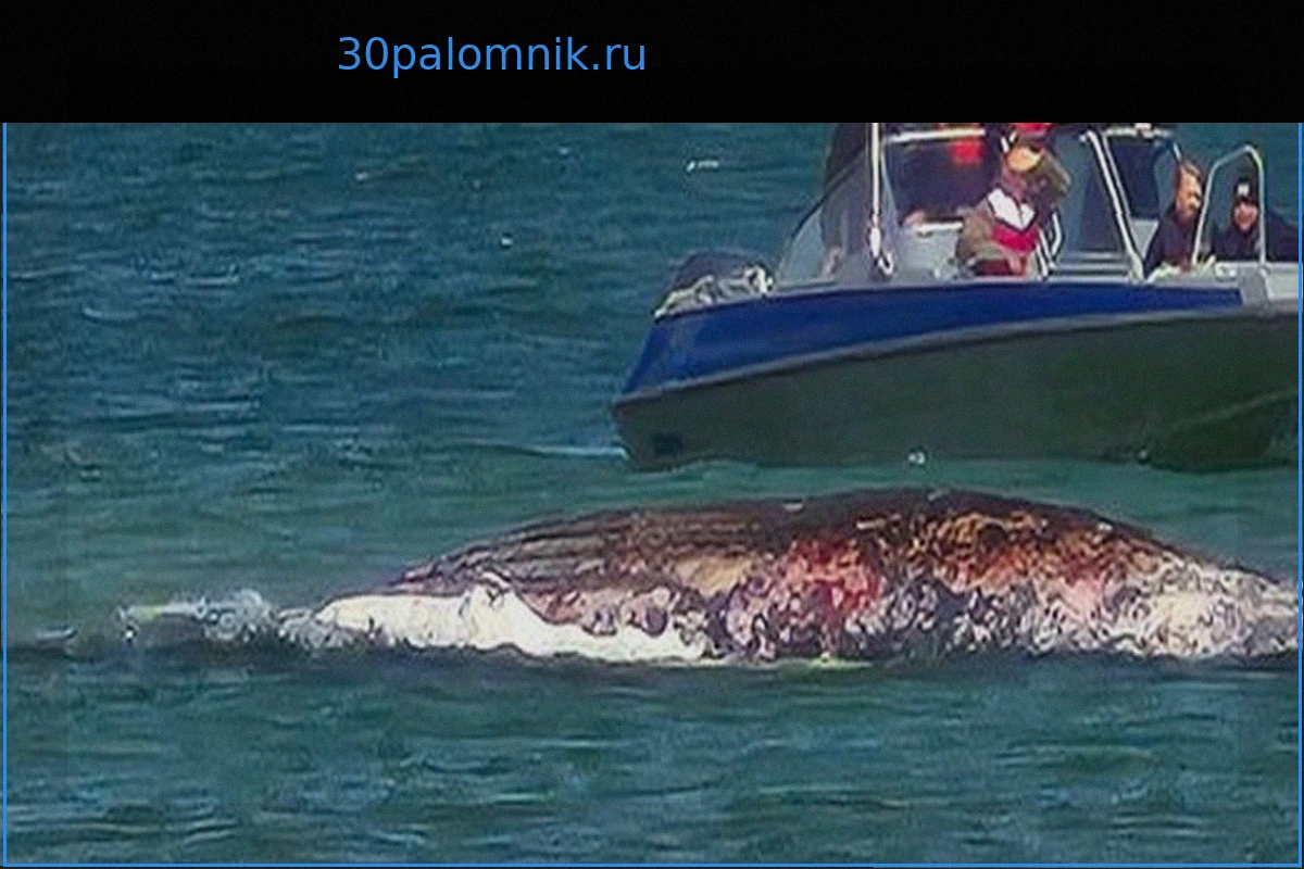 Мертвый кит у датского острова Анхольт: Передатчик отсутствует