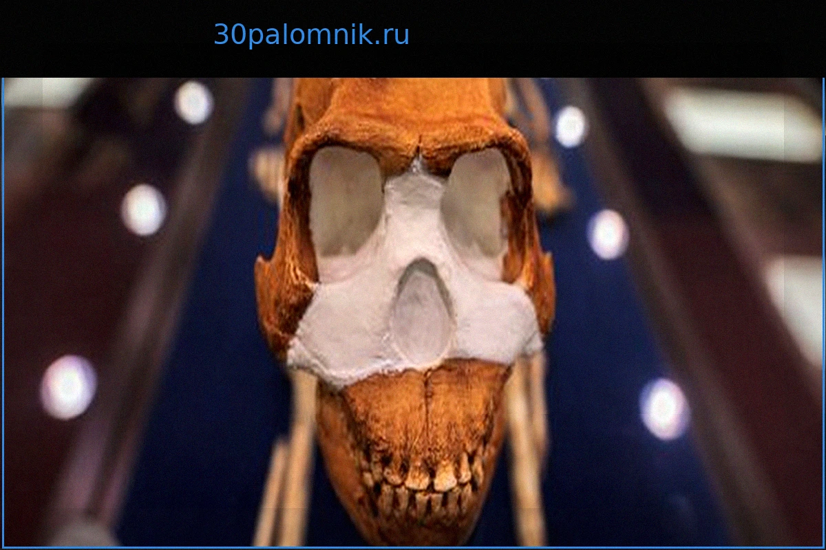 ЮАР: Сенсационное Открытие – Загадка Древних Женщин-Пралюдей