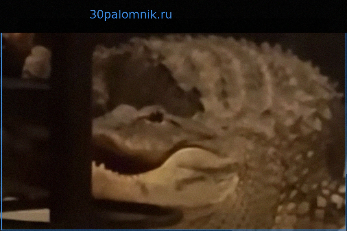 Незваные гости: женщина обнаружила драку аллигаторов на своей веранде, приняв их за взломщиков