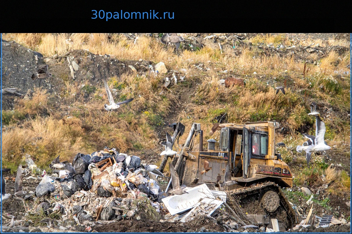 Хантавирусная угроза на свалке в Аргентине: Почему гипотеза заражения вызывает споры?