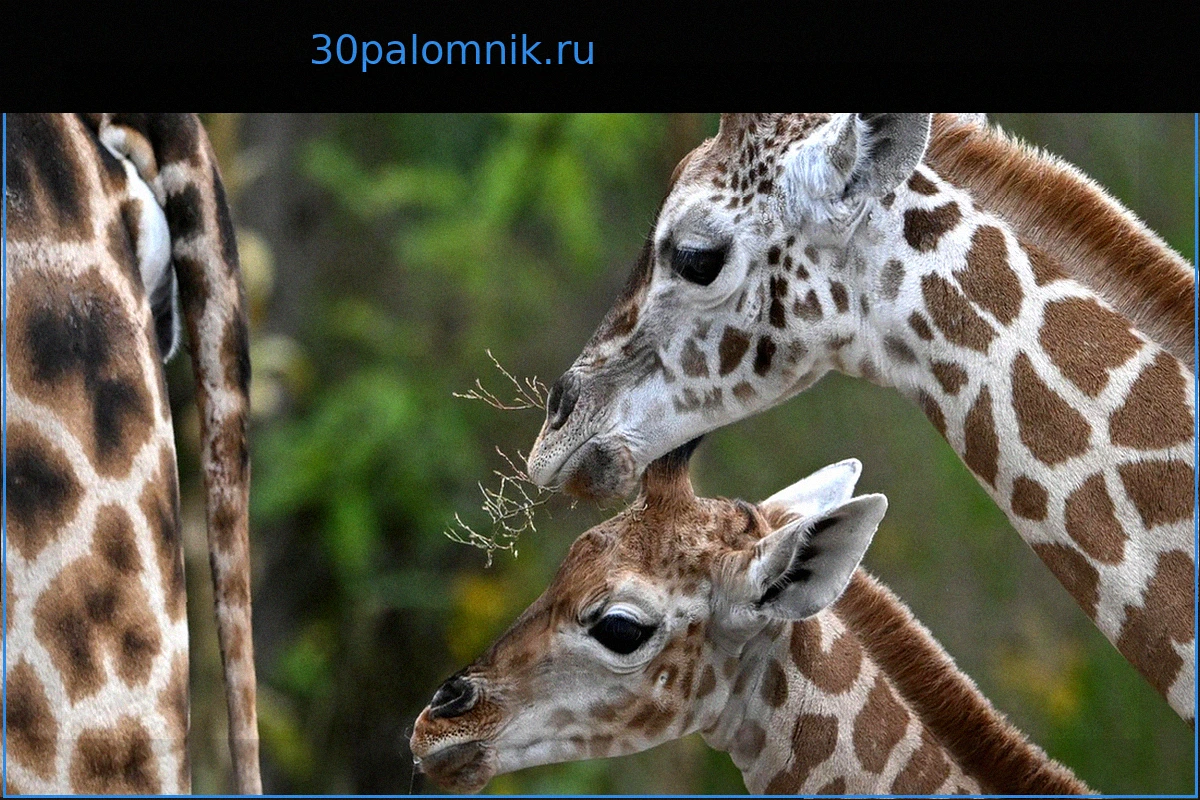 Второй самый этичный зоопарк в мире по версии National Geographic (и он французский)