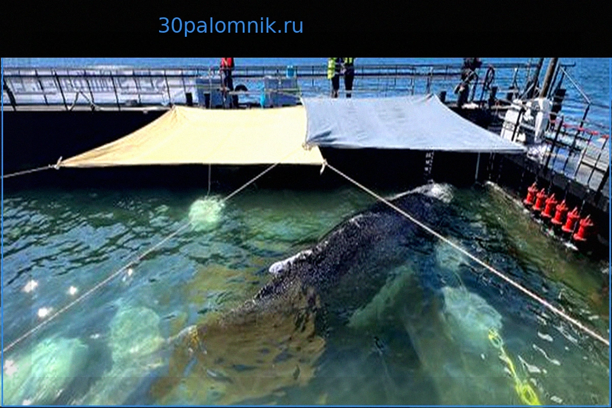 Горбатый кит, спасенный из Балтийского моря, выпущен в Северное: Свежие новости