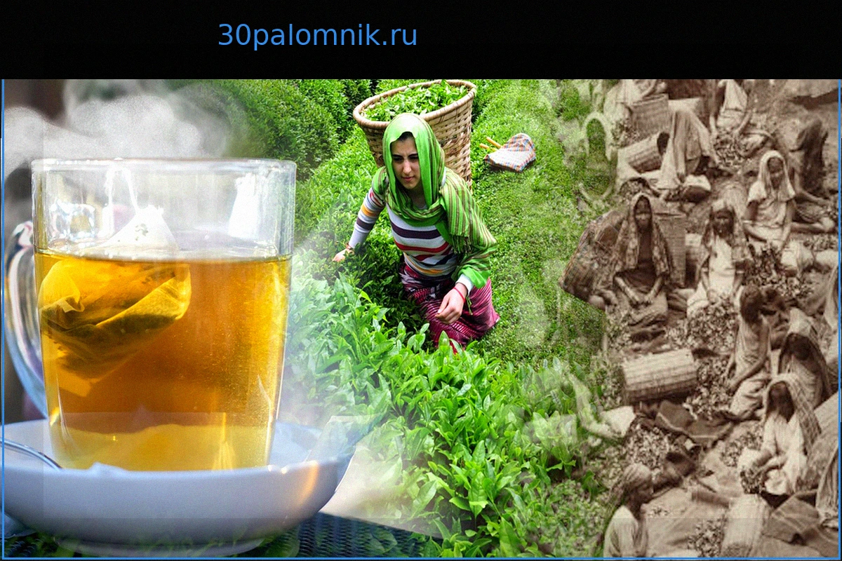 Социоэкономист раскрывает неприглядную правду, скрывающуюся за нашей чашкой чая