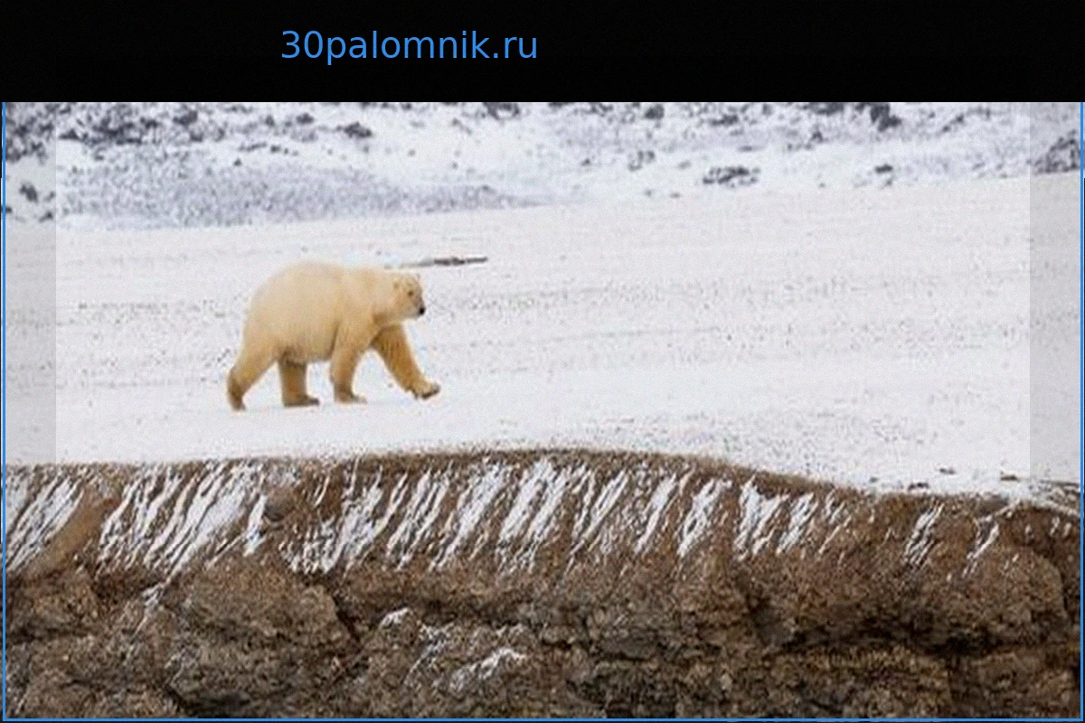 В Норвегии зафиксирован первый в Европе случай заражения белого медведя птичьим гриппом