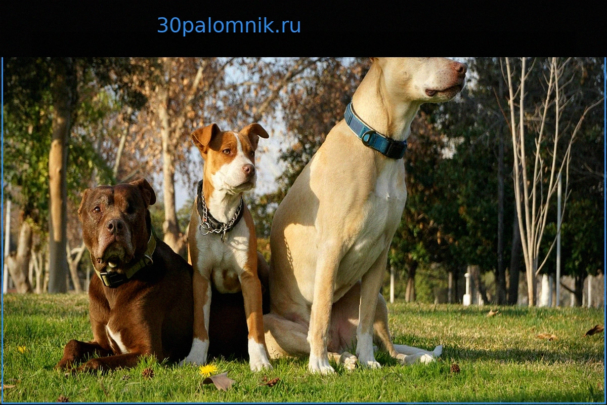 Эвтаназия собаки Кертиса, причастной к гибели Элизы Пиларски, приостановлена после апелляции Кристофа Эллула
