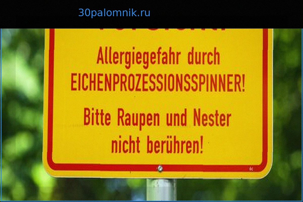 Eichenprozessionsspinner: Umweltminister hält Gifteinsatz für möglich